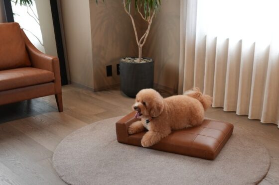 【UPCYCLE SOFA】KOKOROISHI×NICQQT